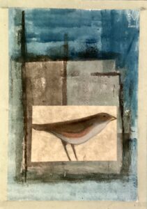 Birds4 sul davanzale